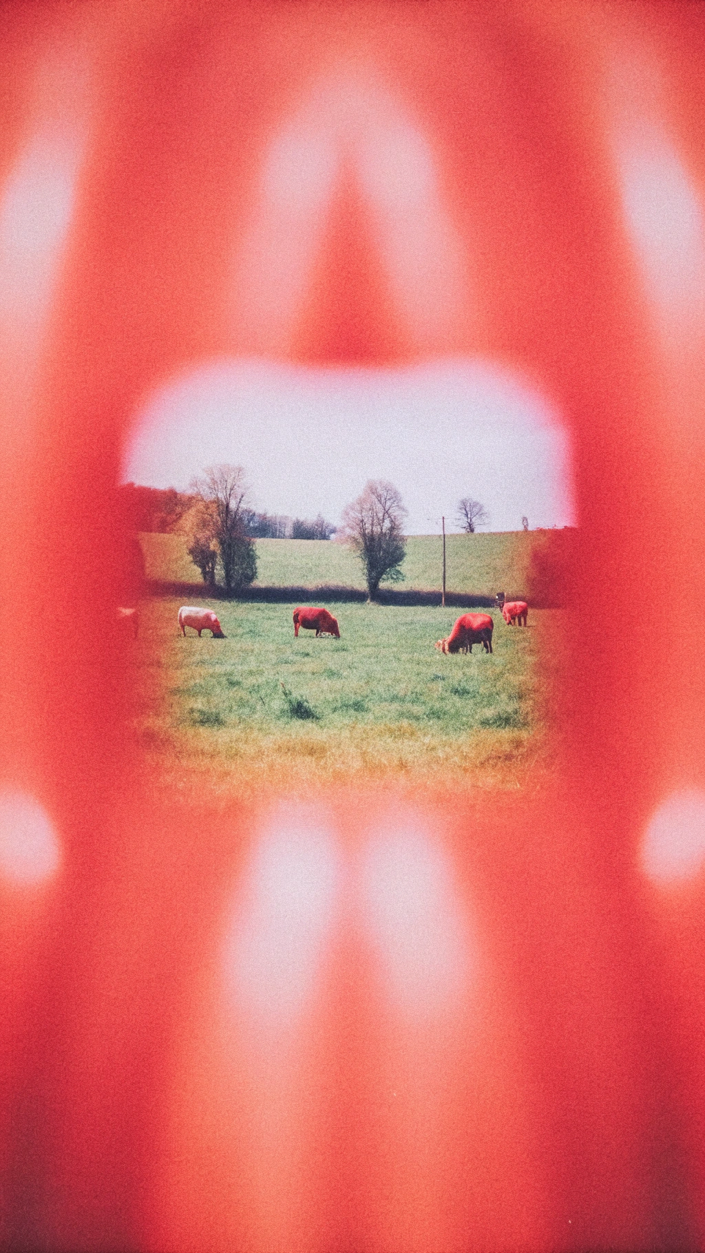 Why Choose Organic Beef Jerky?